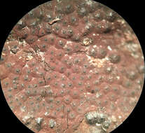 Слика од Hypomontagnella submonticulosa