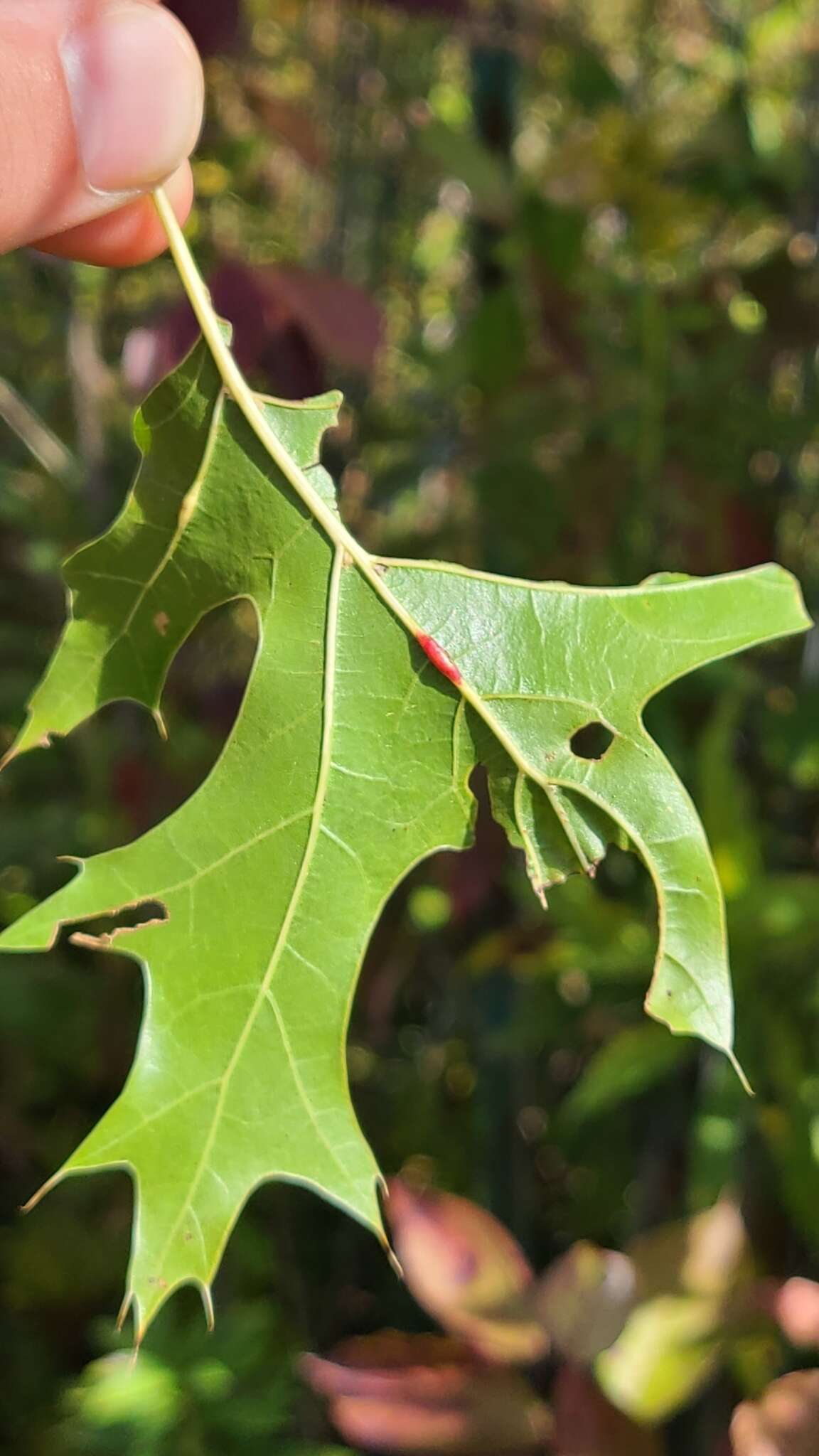 Image of Polystepha americana (Felt 1908)