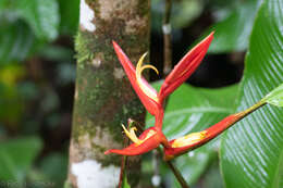 Image of Heliconia tortuosa Griggs