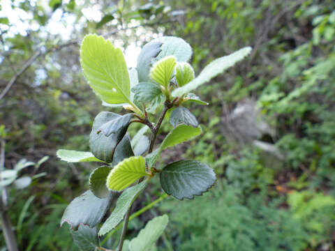 صورة Cercocarpus montanus var. glaber (S. Wats.) F. L. Martin