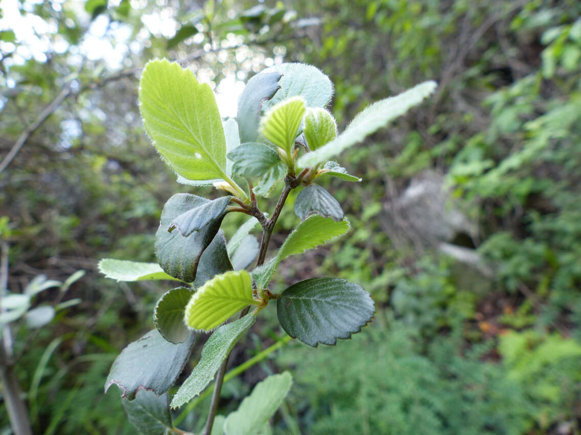 Image of Birch-leaf Mountain-mahogany