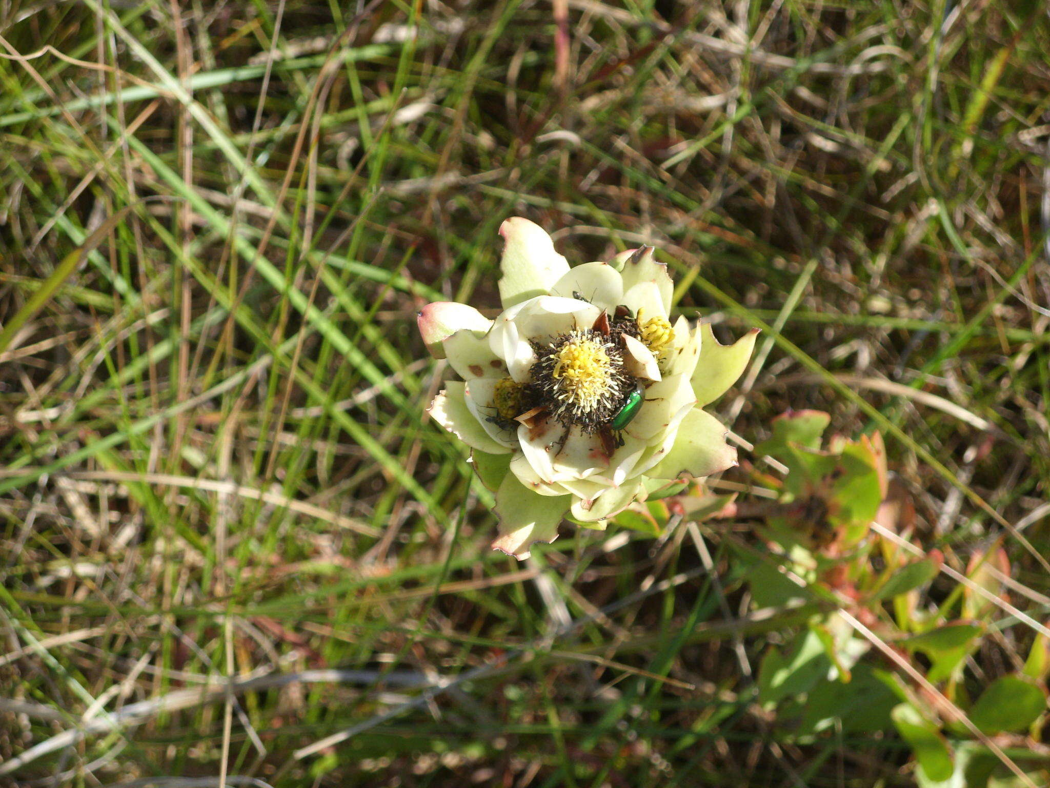 Image of Leucadendron spissifolium subsp. natalense (Thode & Gilg) I. Williams