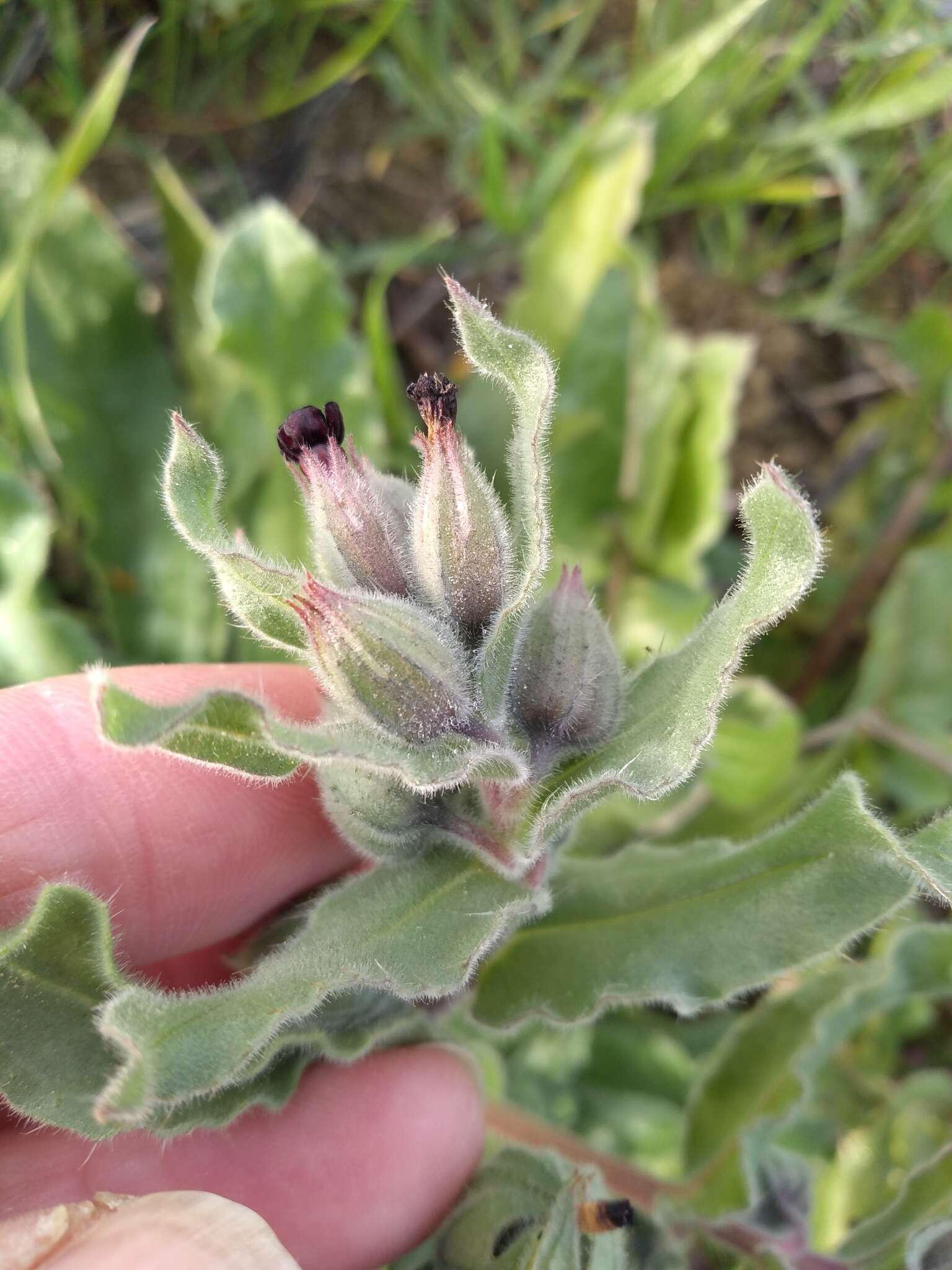 Nonea vesicaria (L.) Rchb.的圖片