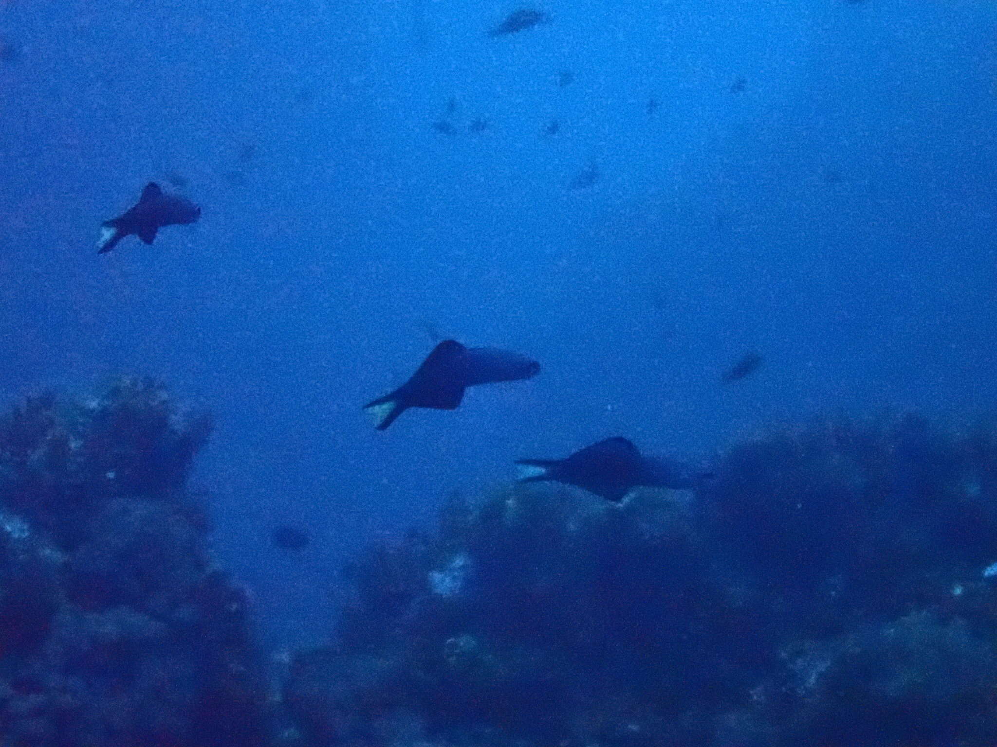 Image of Arrow dart-goby