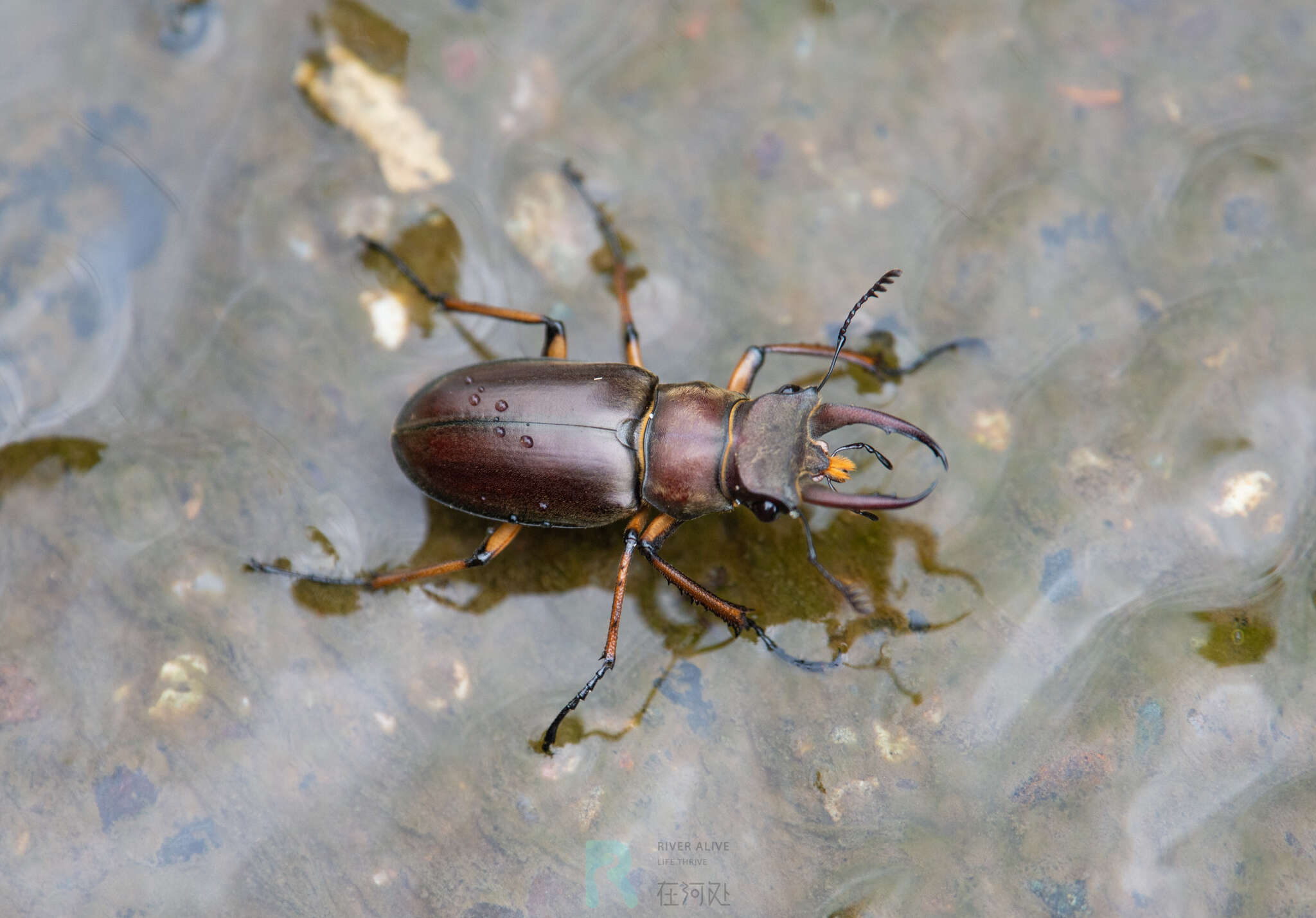 صورة Lucanus fairmairei Planet 1897