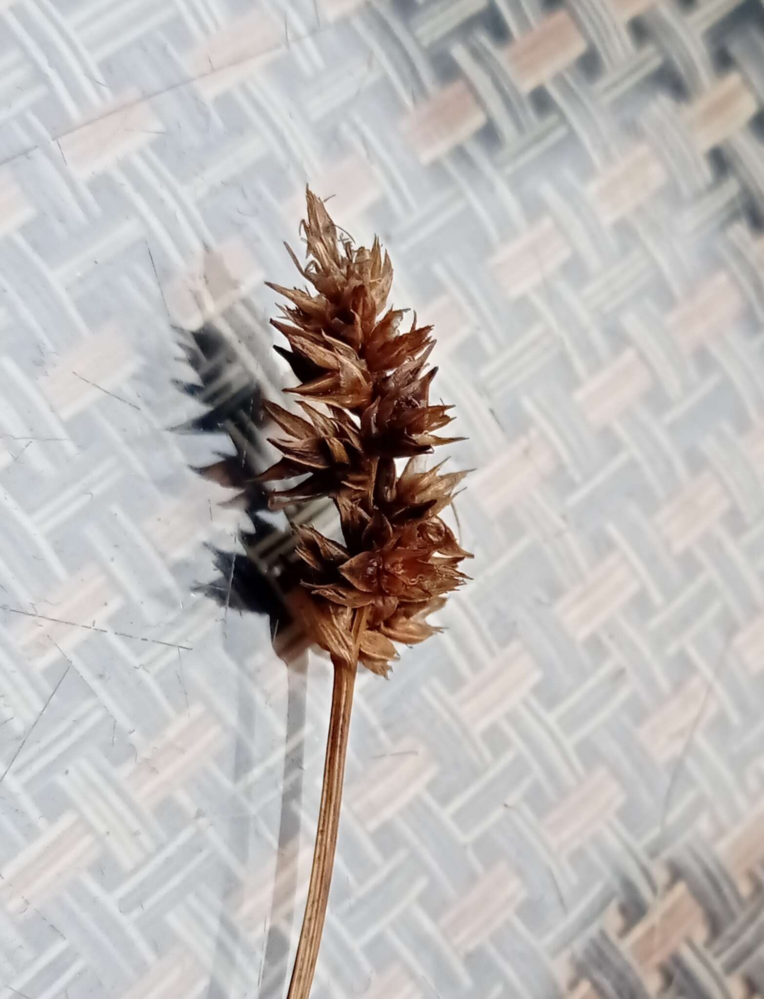 Image of Carex bonariensis Desf. ex Poir.