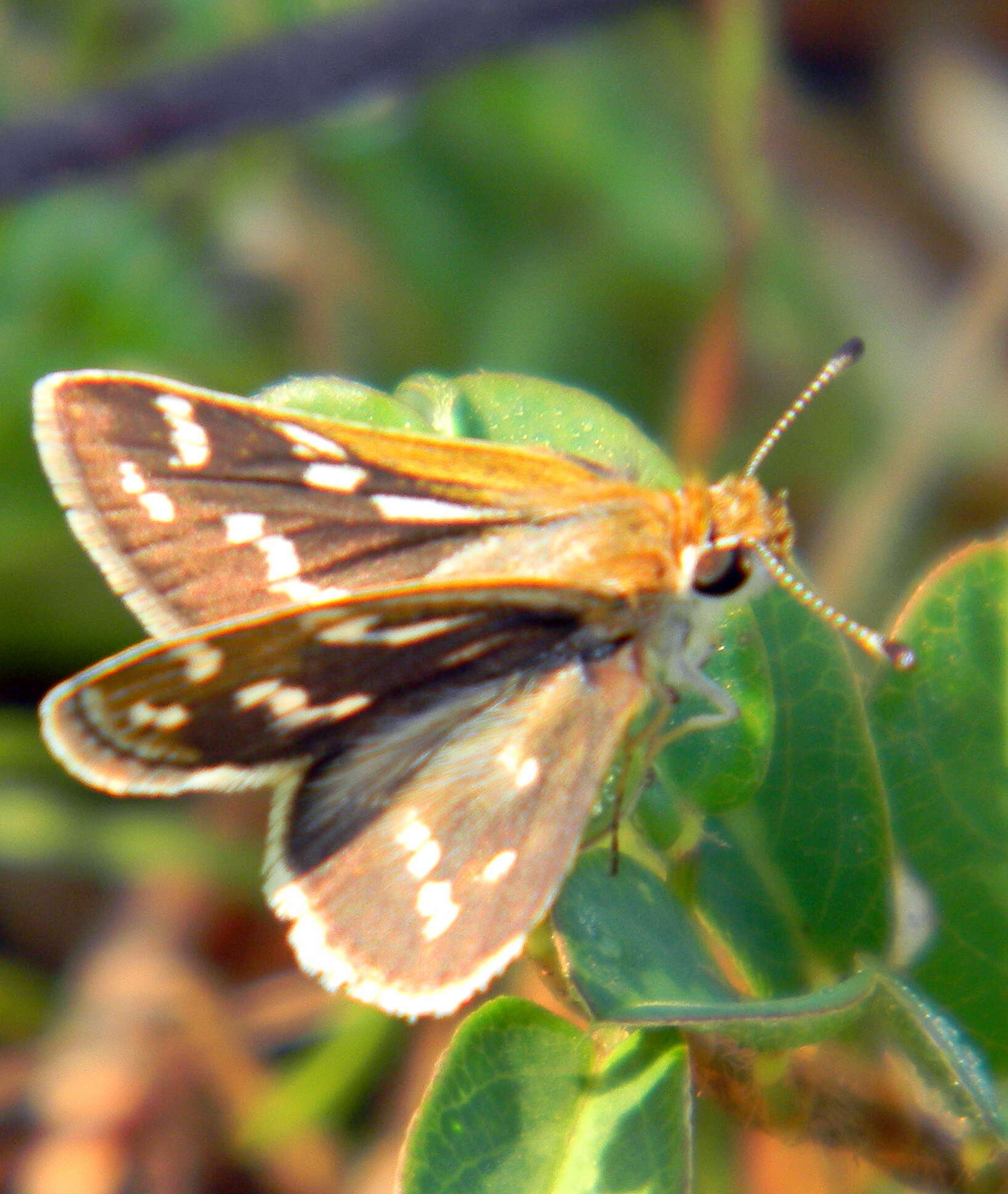 Plancia ëd Taractrocera maevius Fabricius 1793