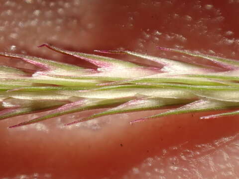 Image of viper grass