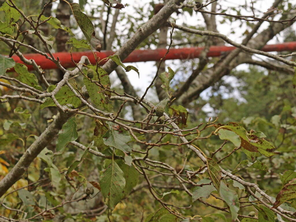 Imagem de Alnus formosana (Burkill) Makino