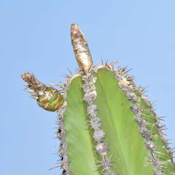 Image de Escontria chiotilla (F. A. C. Weber) Rose