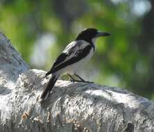 Image of Silver-backed Butcherbird