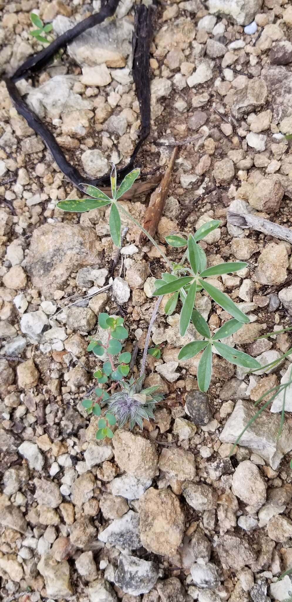 Psoralea scaposa (A. Gray) J. F. Macbr. resmi