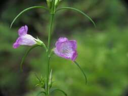 Image of smallflower false foxglove