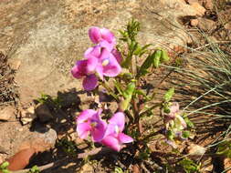 Sphenostylis angustifolia Sond.的圖片