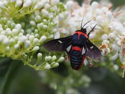 Image of Glanycus insolitus Walker 1855