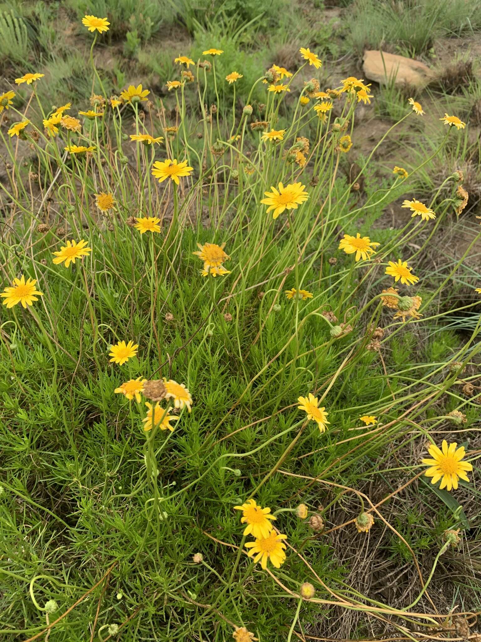 Imagem de Euryops pedunculatus N. E. Br.