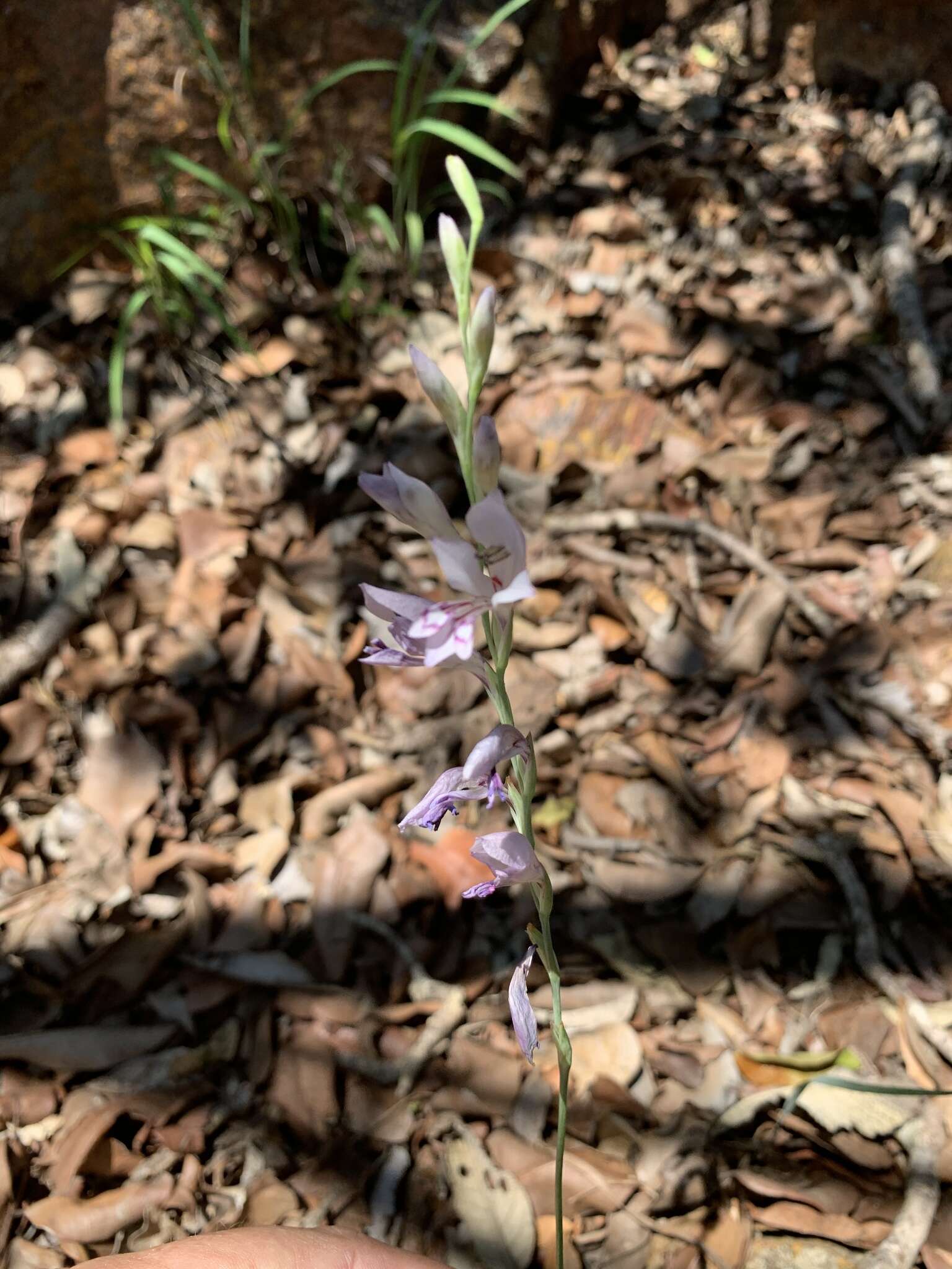 Gladiolus oatesii Rolfe resmi