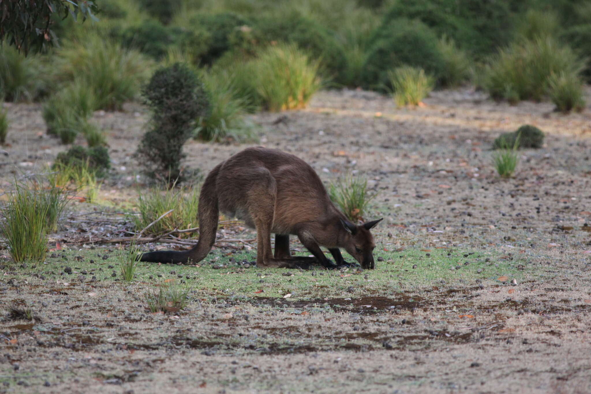 Macropus fuliginosus fuliginosus (Desmarest 1817) resmi