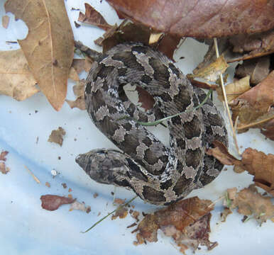 Image of North American Hog-nosed Snakes