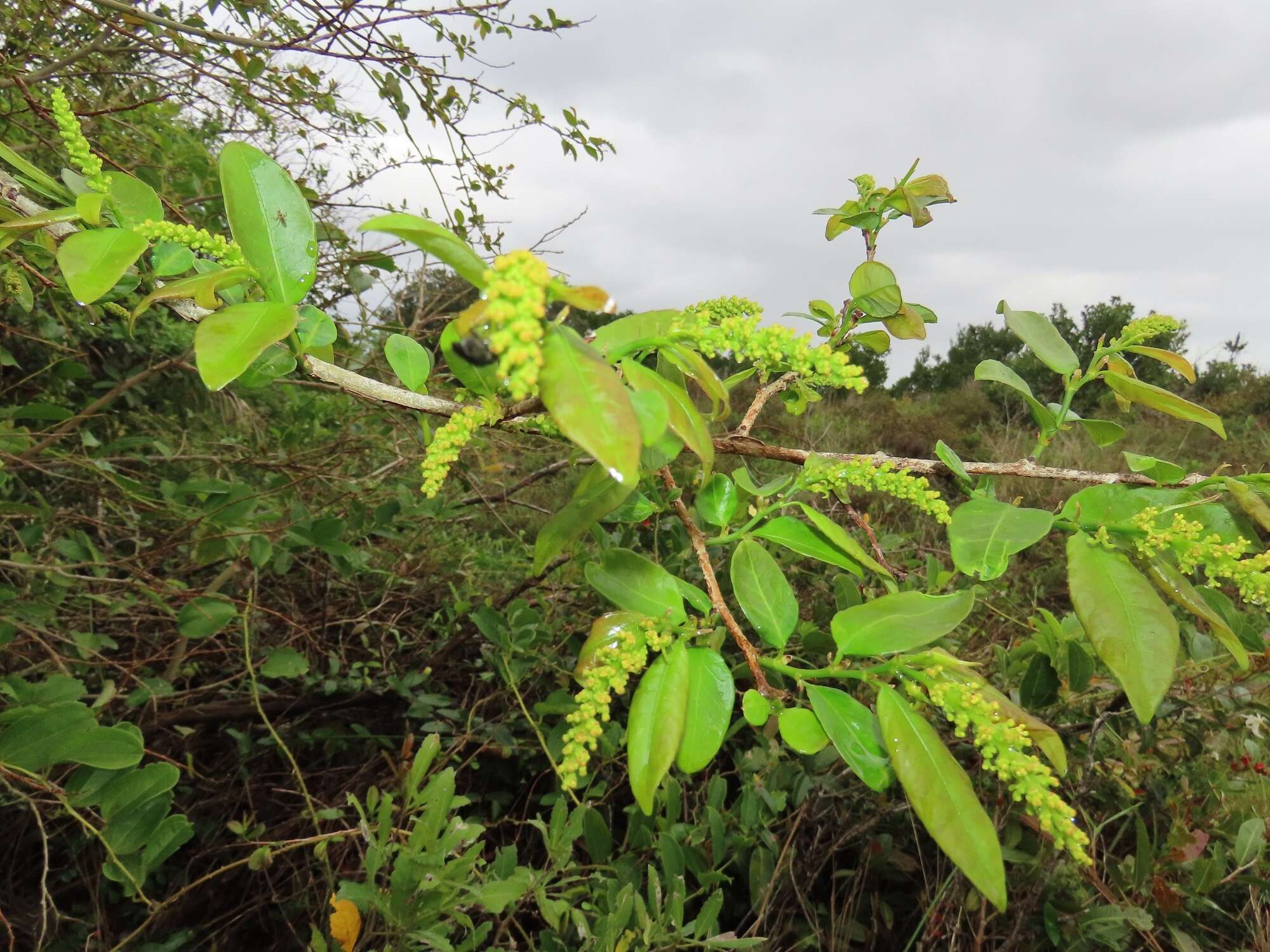 Image de Sclerocroton integerrimus Hochst.