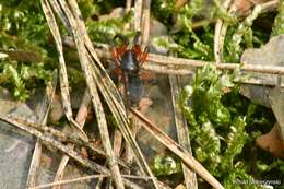 صورة Gnaphosa bicolor (Hahn 1833)