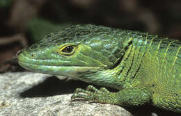 Image of Smith's arboreal alligator lizard