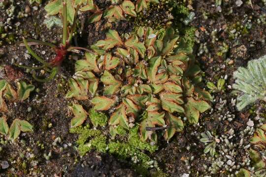 Image of Riccia campbelliana M. Howe