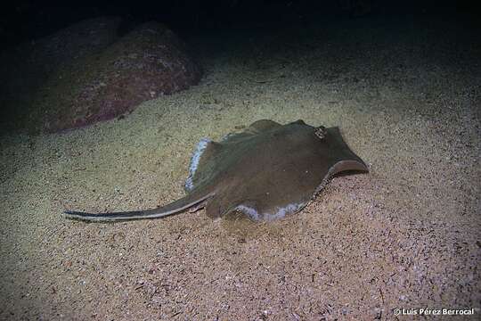 Image of Pearl stingray