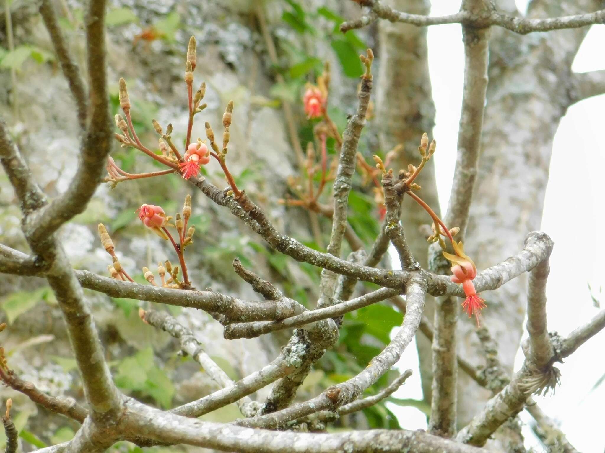 Image of Eriotheca roseorum (Cuatrec.) A. Robyns