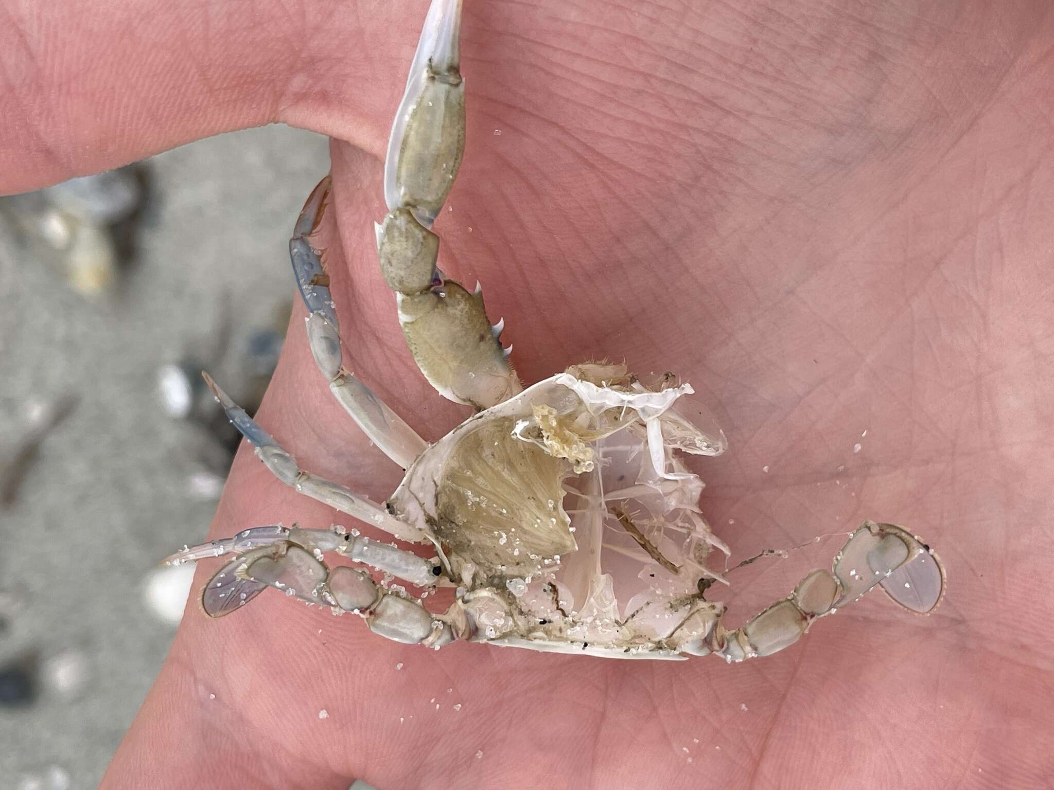 Image of lesser blue crab