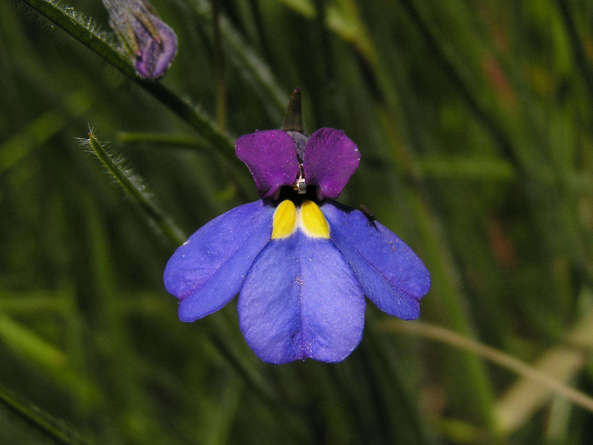 Image of Butterfly lobelia