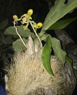 Image of Catasetum integerrimum Hook.