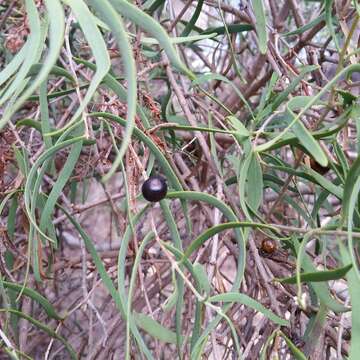 Image of harlequin mistletoe