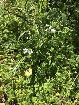 Image of Moroccan Orange Tip