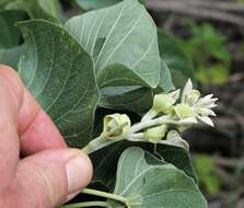 Image of Ipomoea albivenia (Lindl.) Sweet