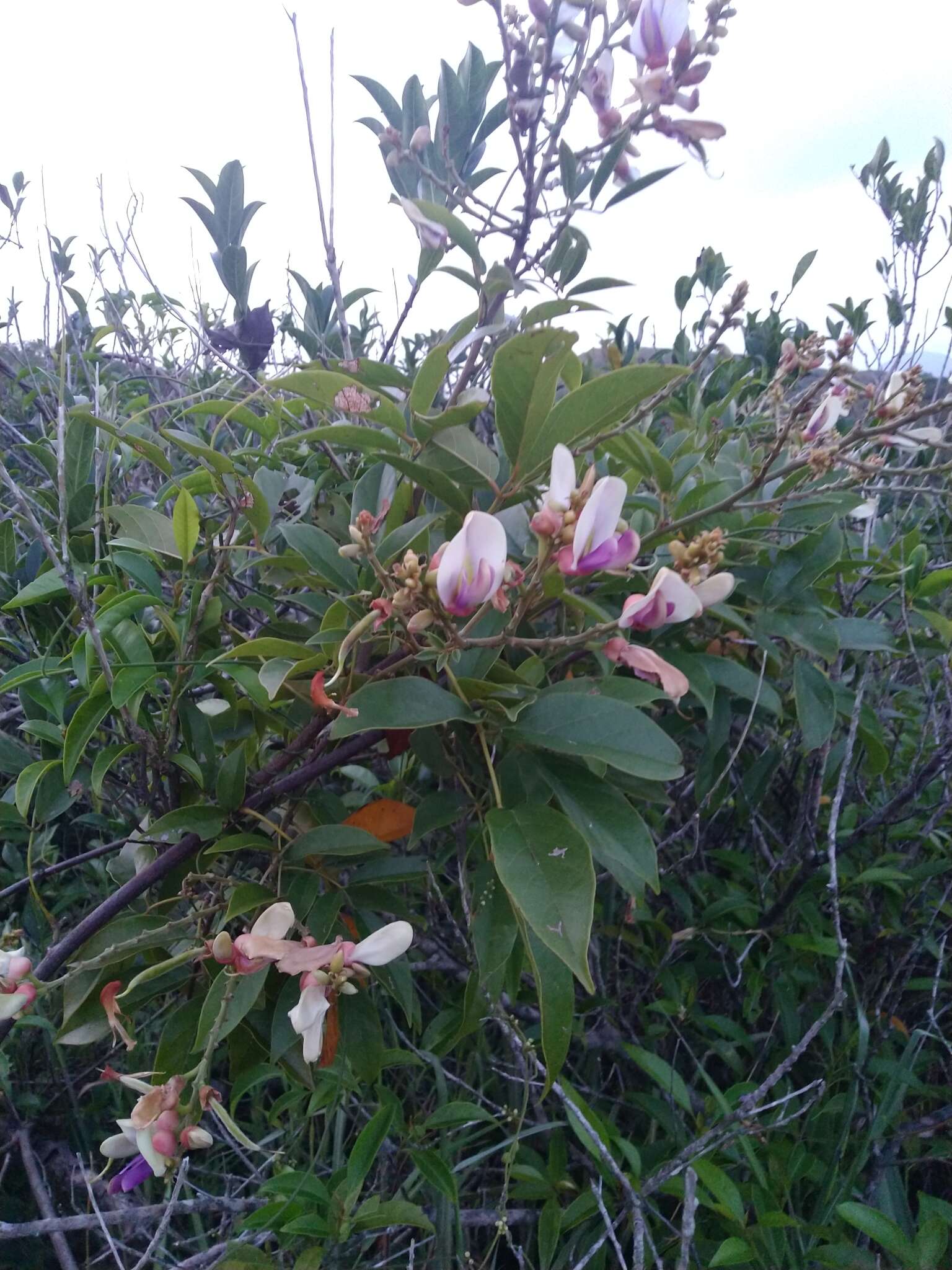 Image of Millettia nitida Benth.