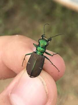 Imagem de Cicindela (Cicindela) splendida Hentz 1830