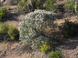 Image de Cordia decandra Hook. & Arn.