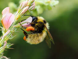 Image of Armenian Bumble Bee