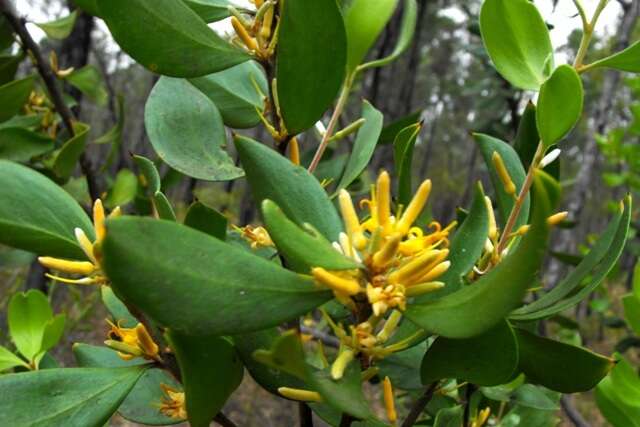 Image of Persoonia cornifolia A. Cunn. ex R. Br.