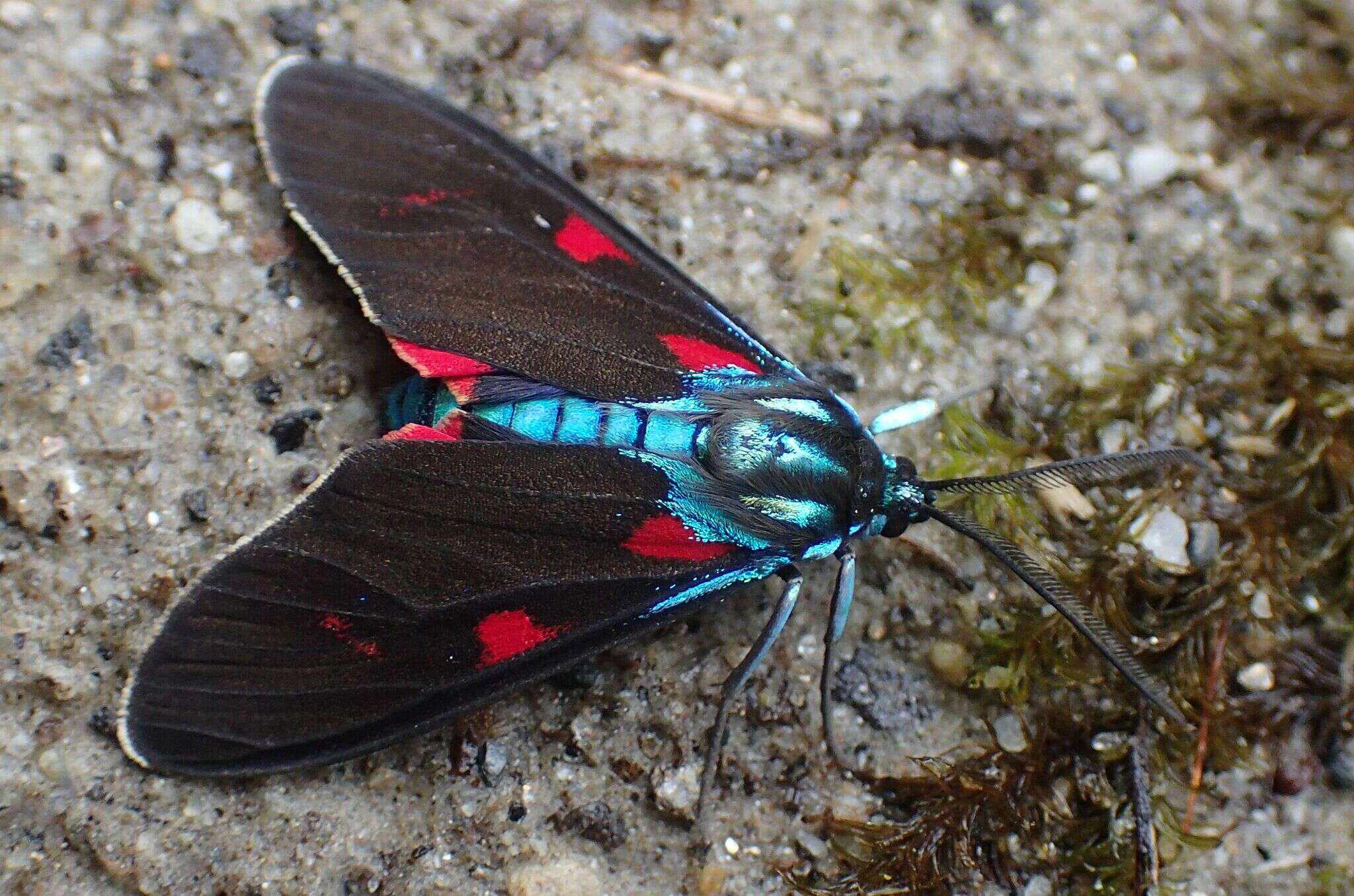 Image of Cyanopepla fastuosa Walker 1854