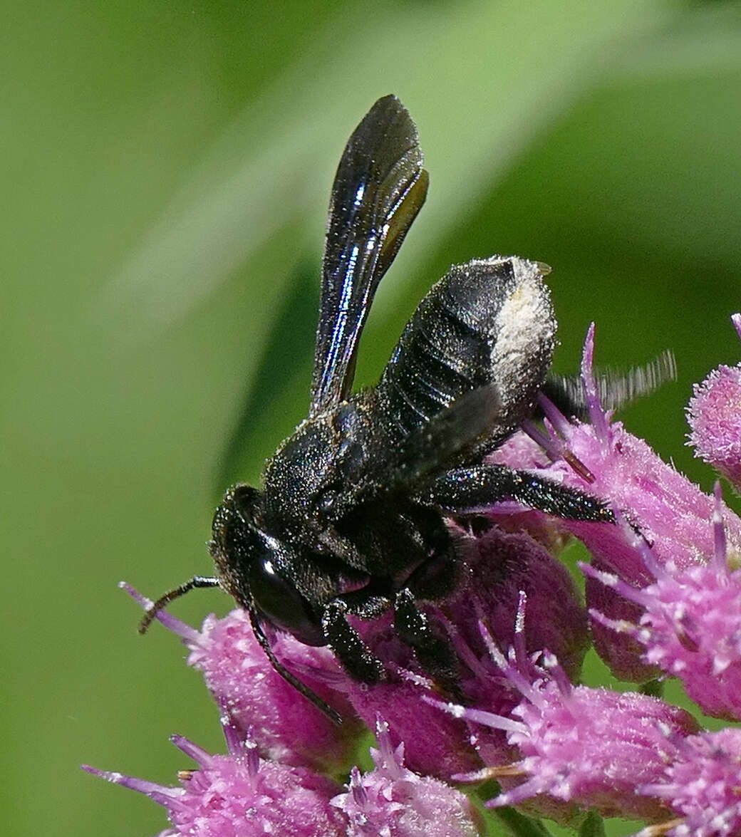 Image of Carpenter-mimic Leaf-cutter Bee