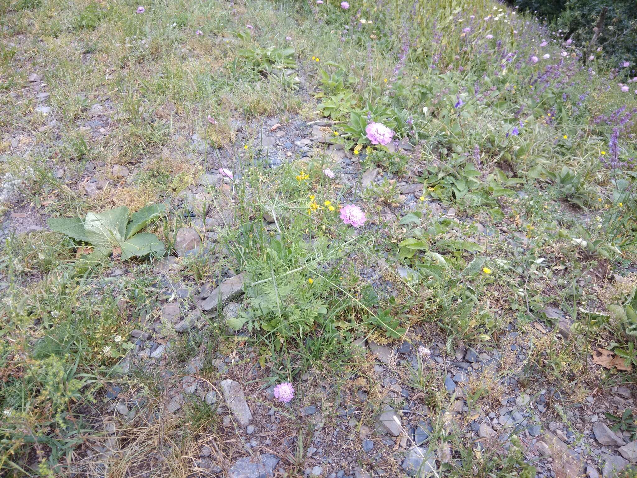 Слика од Scabiosa owerinii Boiss.