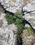 Image of Urtica australis Hook. fil.