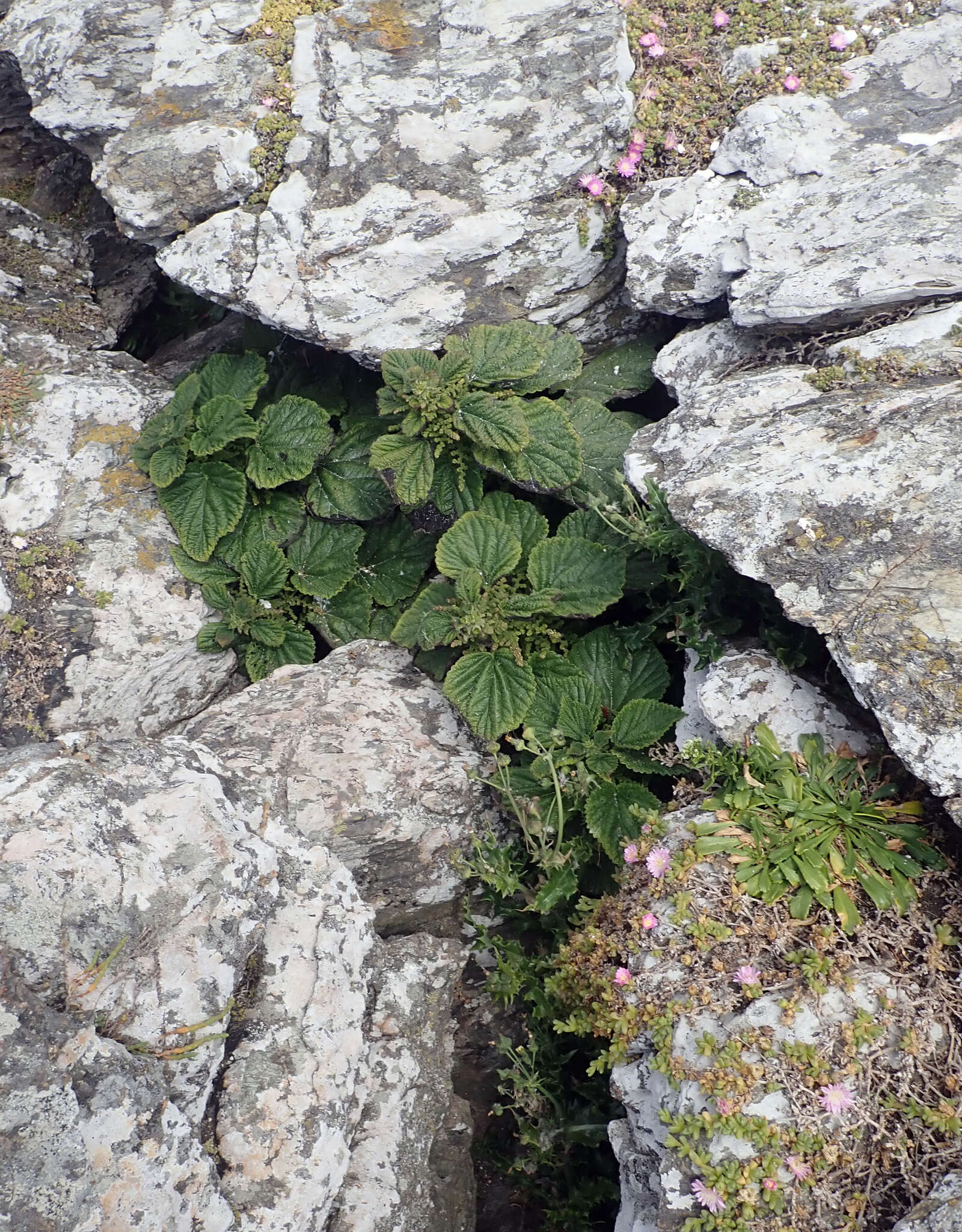 Sivun Urtica australis Hook. fil. kuva