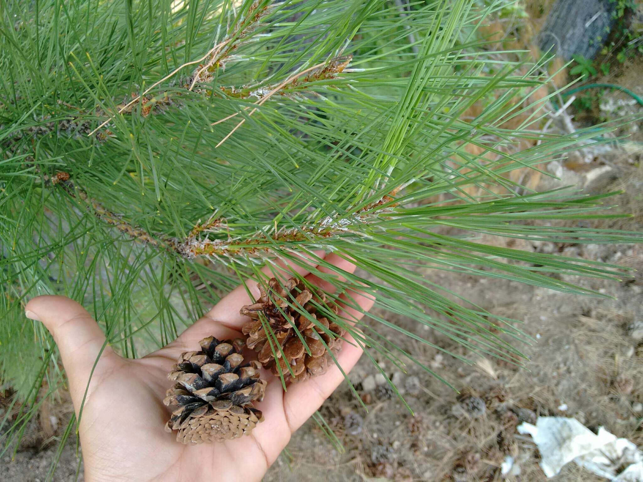 Imagem de Pinus nigra subsp. laricio (Poir.) Maire