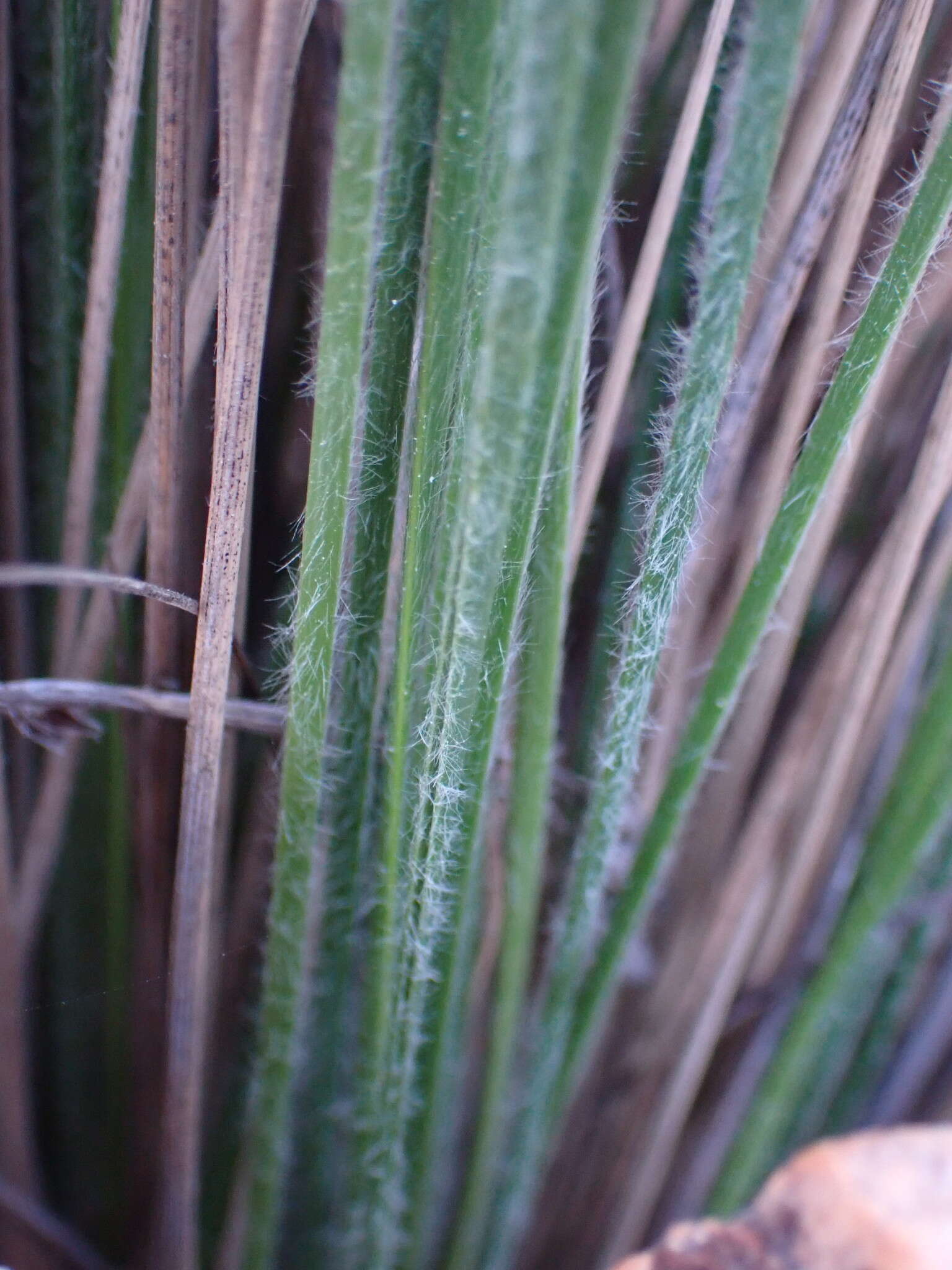 Image of Coleochloa