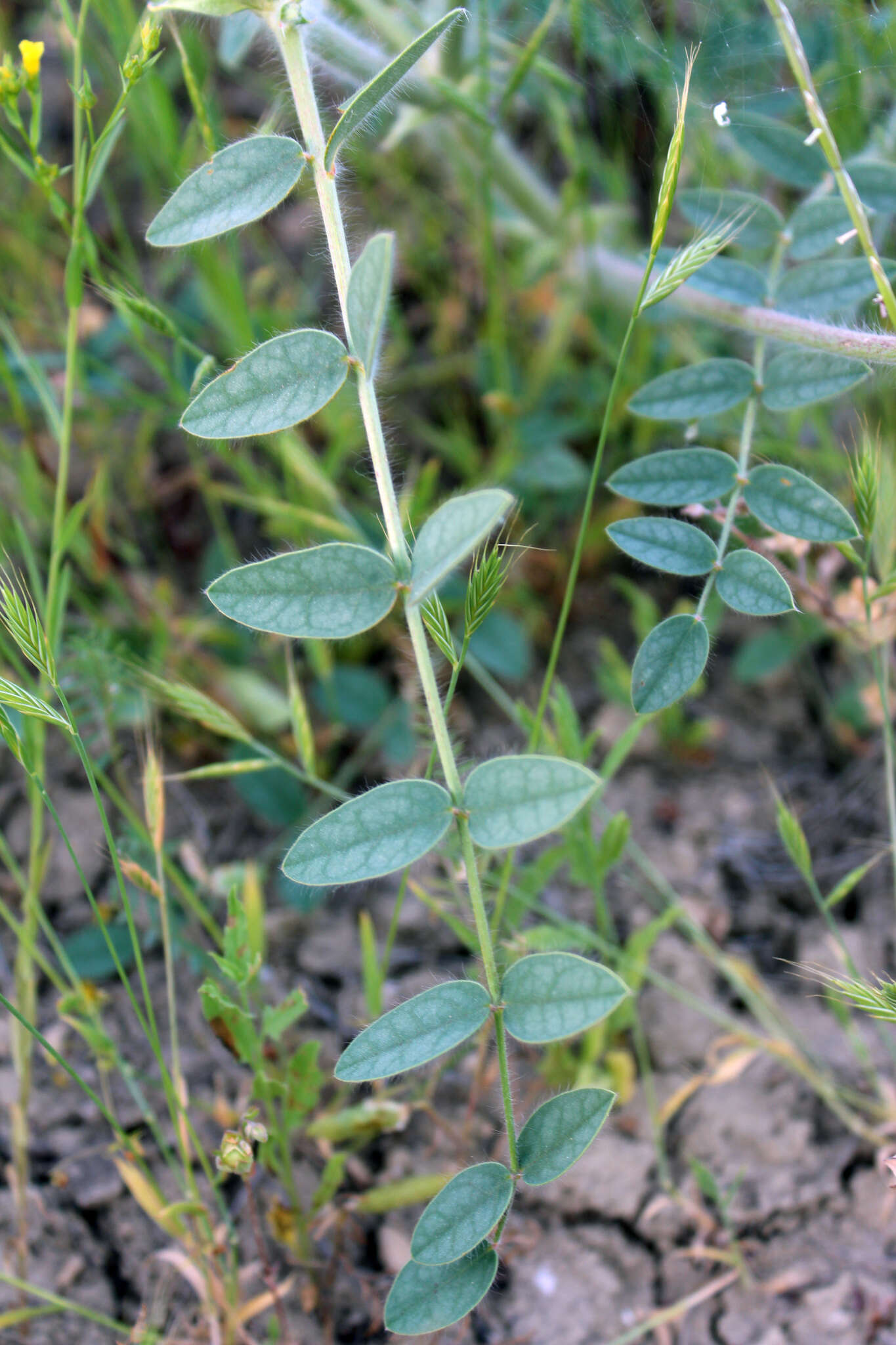 Image of Onobrychis majorovii Grossh.