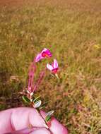 Image of Vaccinium microcarpum (Turcz. ex Rupr.) Schmalh. ex Busch