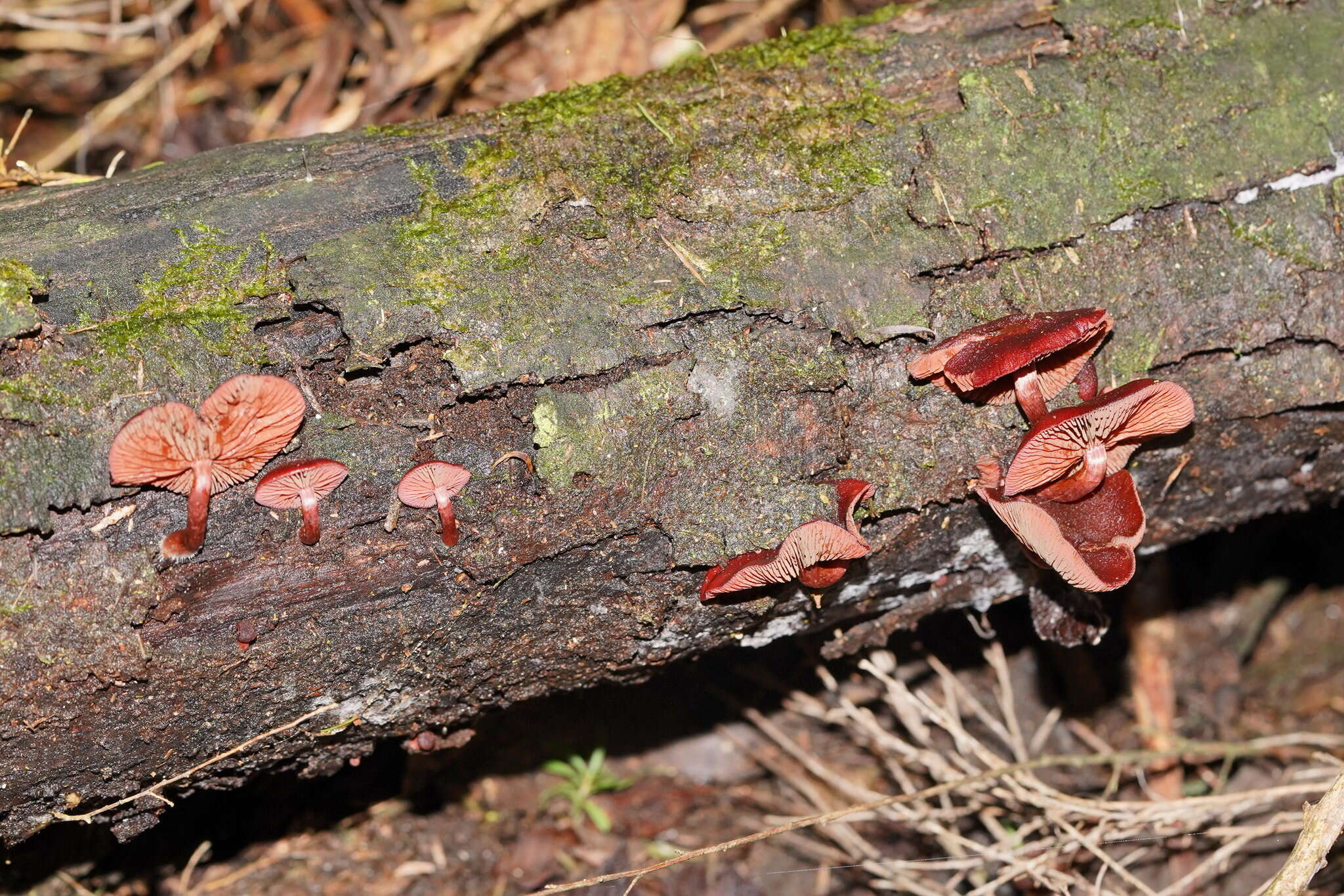 Image of Tubaria rufofulva (Cleland) D. A. Reid & E. Horak 1983